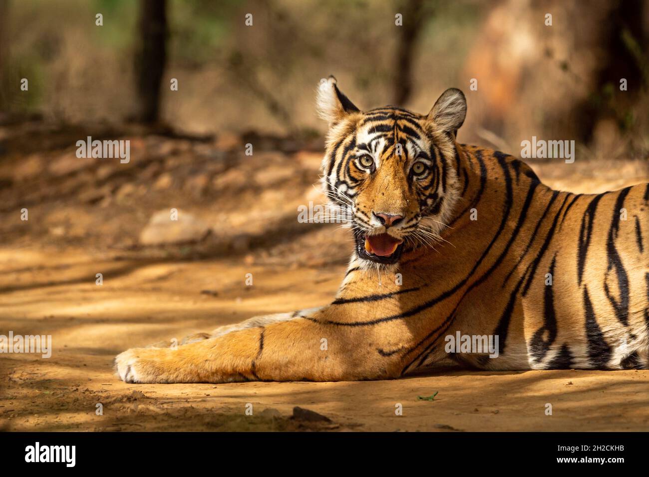 wild female tiger resting on forest track in shed of tree during