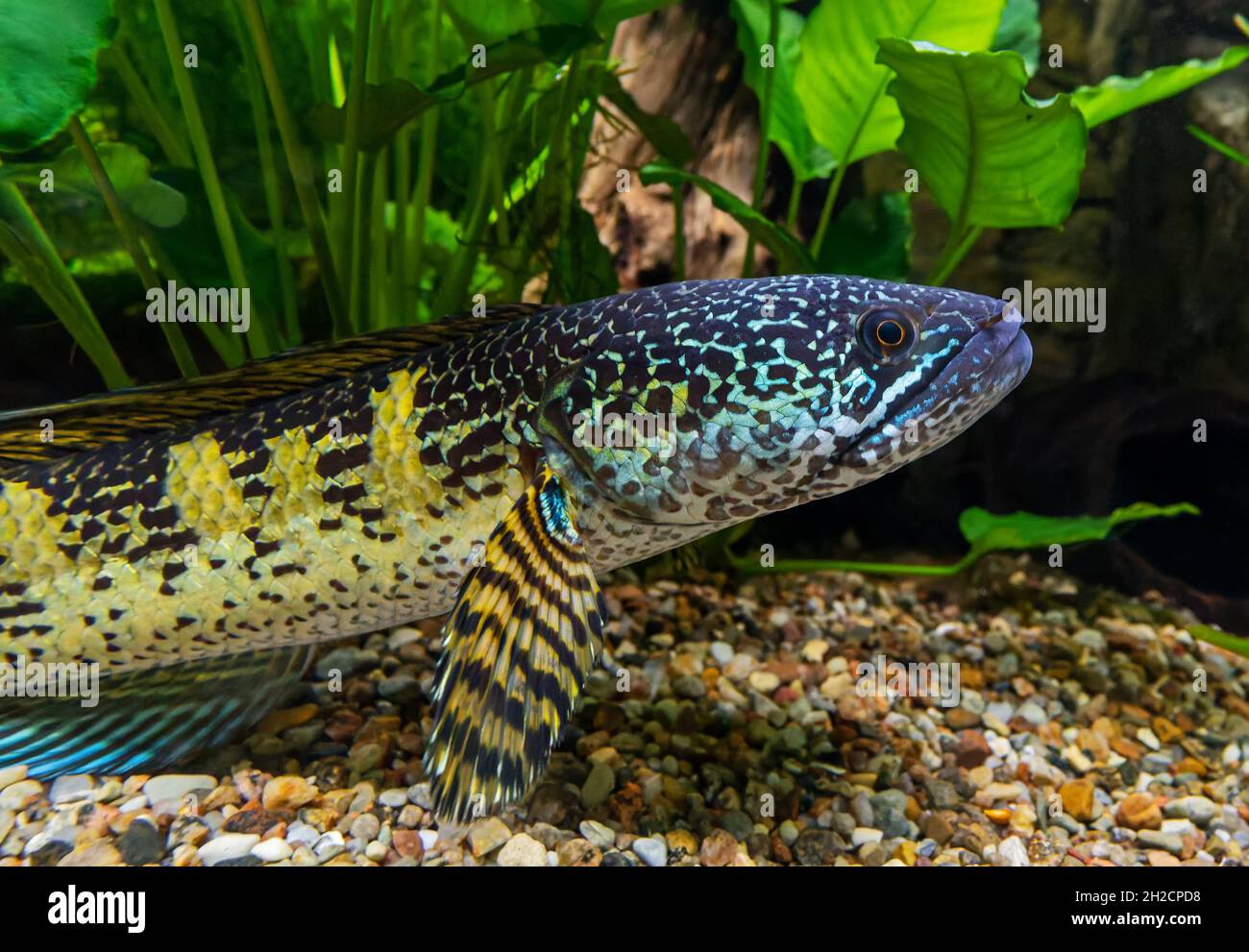Close-up view of an Orange spotted snakehead (Channa aurantimaculata) Stock Photo