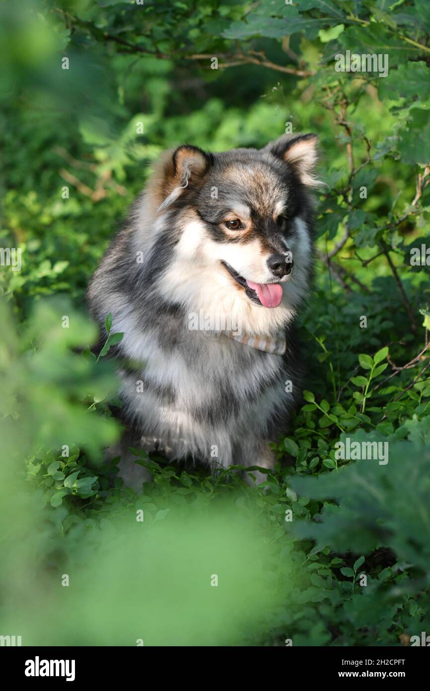 Blueberry dog hires stock photography and images Alamy
