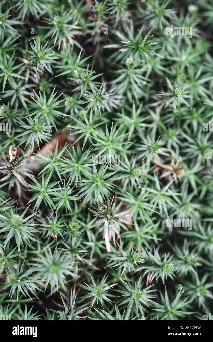 Wall full of green moss hi-res stock photography and images - Alamy