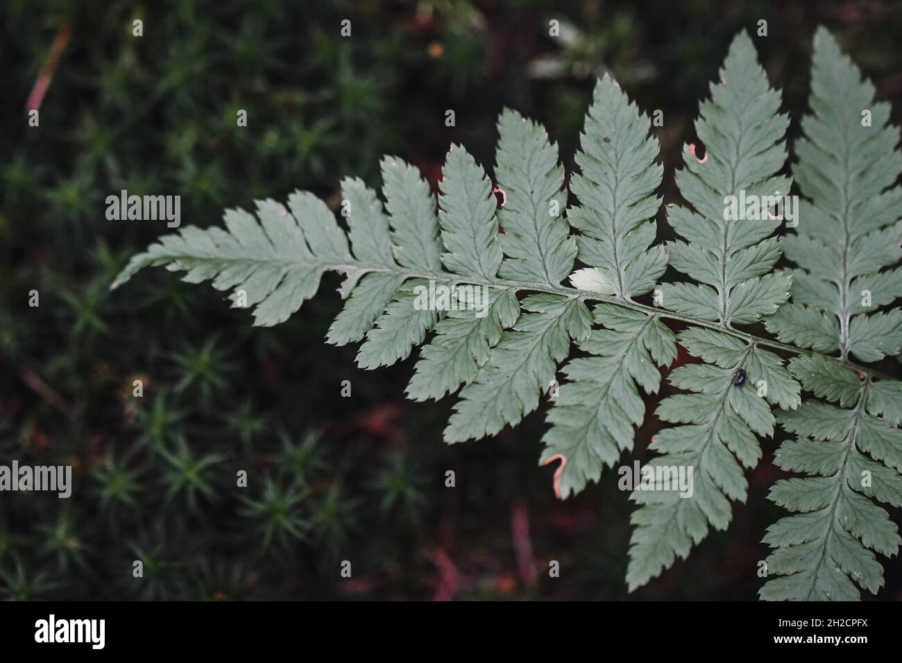 Fern Vector High Resolution Stock Photography and Images - Alamy