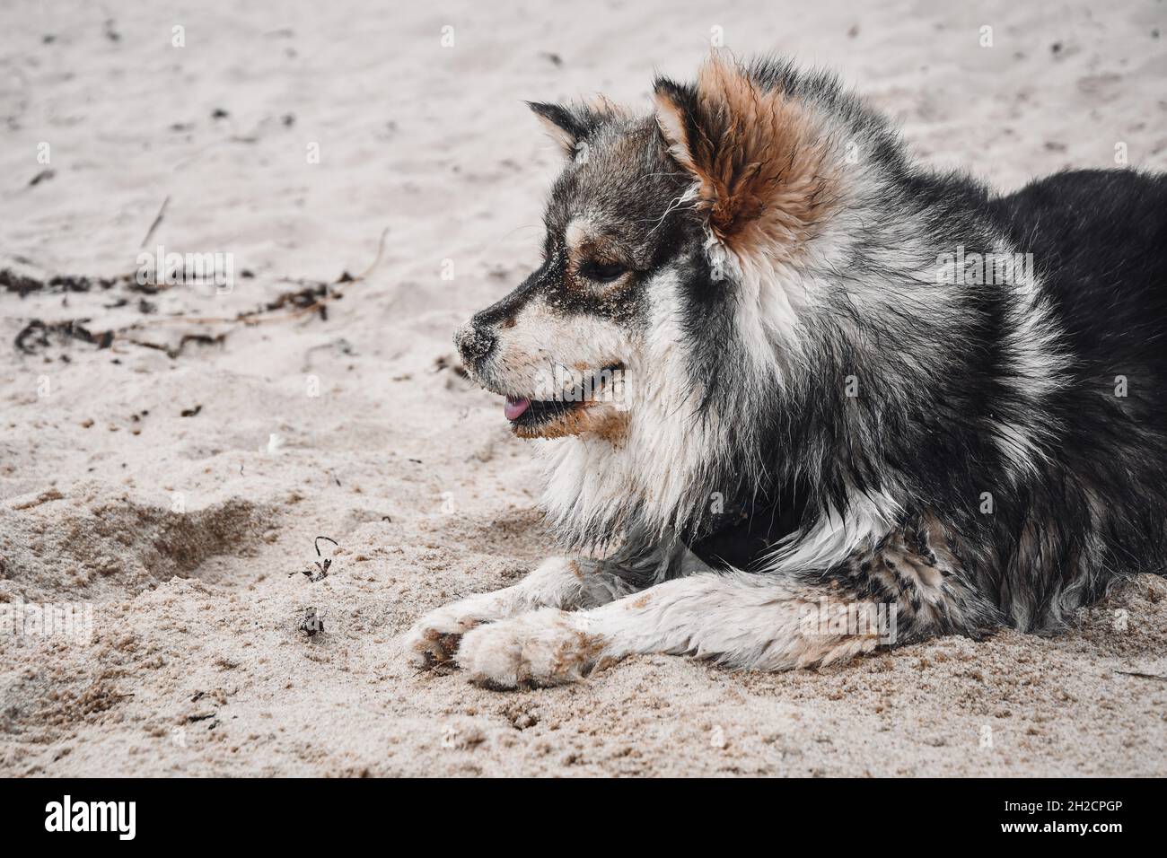 Portrait of a young Finnish Lapphund dog lying outdoors on beach in ...
