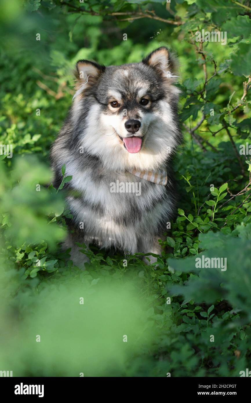 Portrait of a young Finnish Lapphund dog sitting outdoors in forest or ...