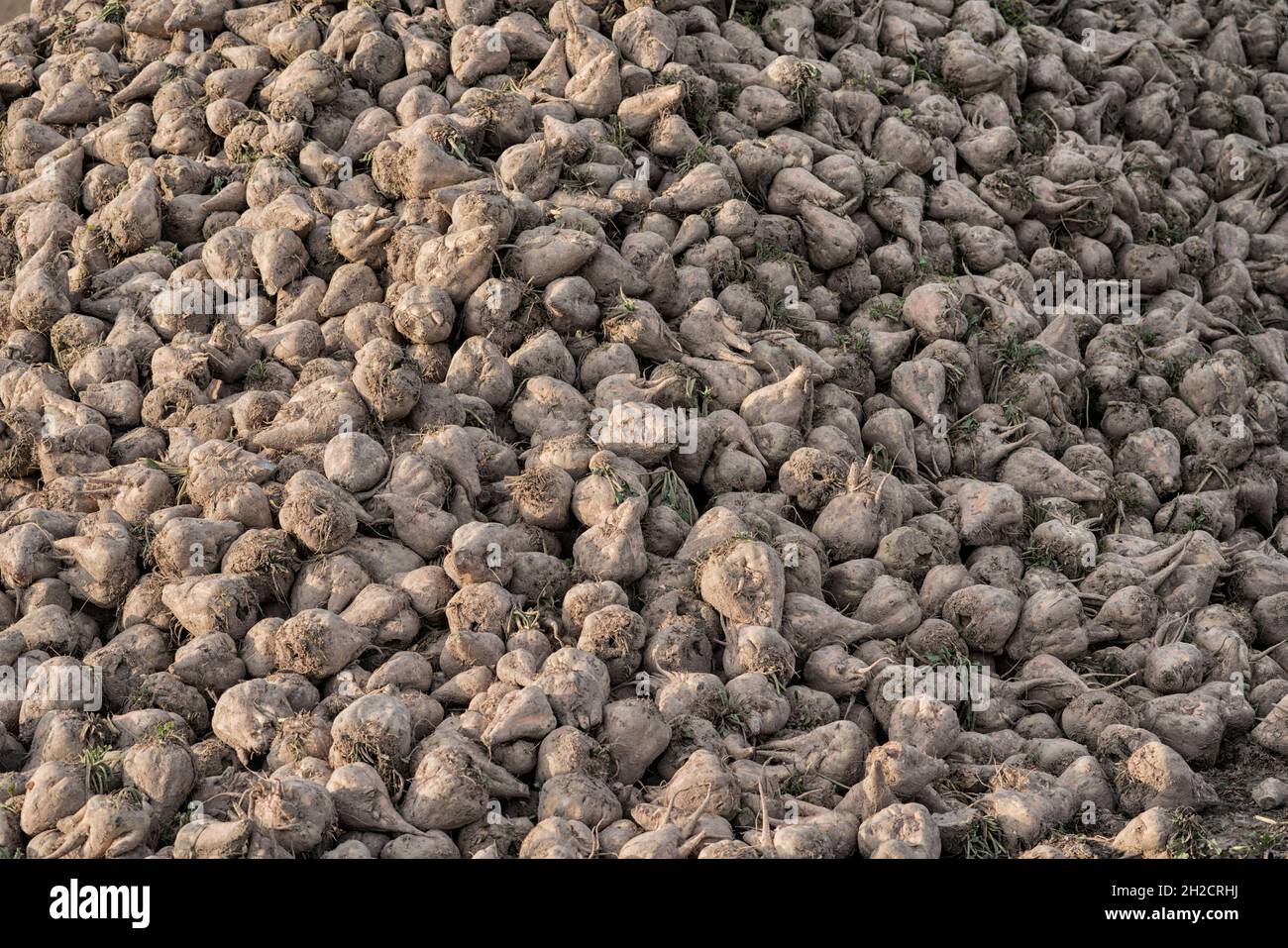 Pile of sugar beet harvested in a field, Wesertal, Gewissenruh, Weser Uplands, Weserbergland, Hesse, Germany Stock Photo