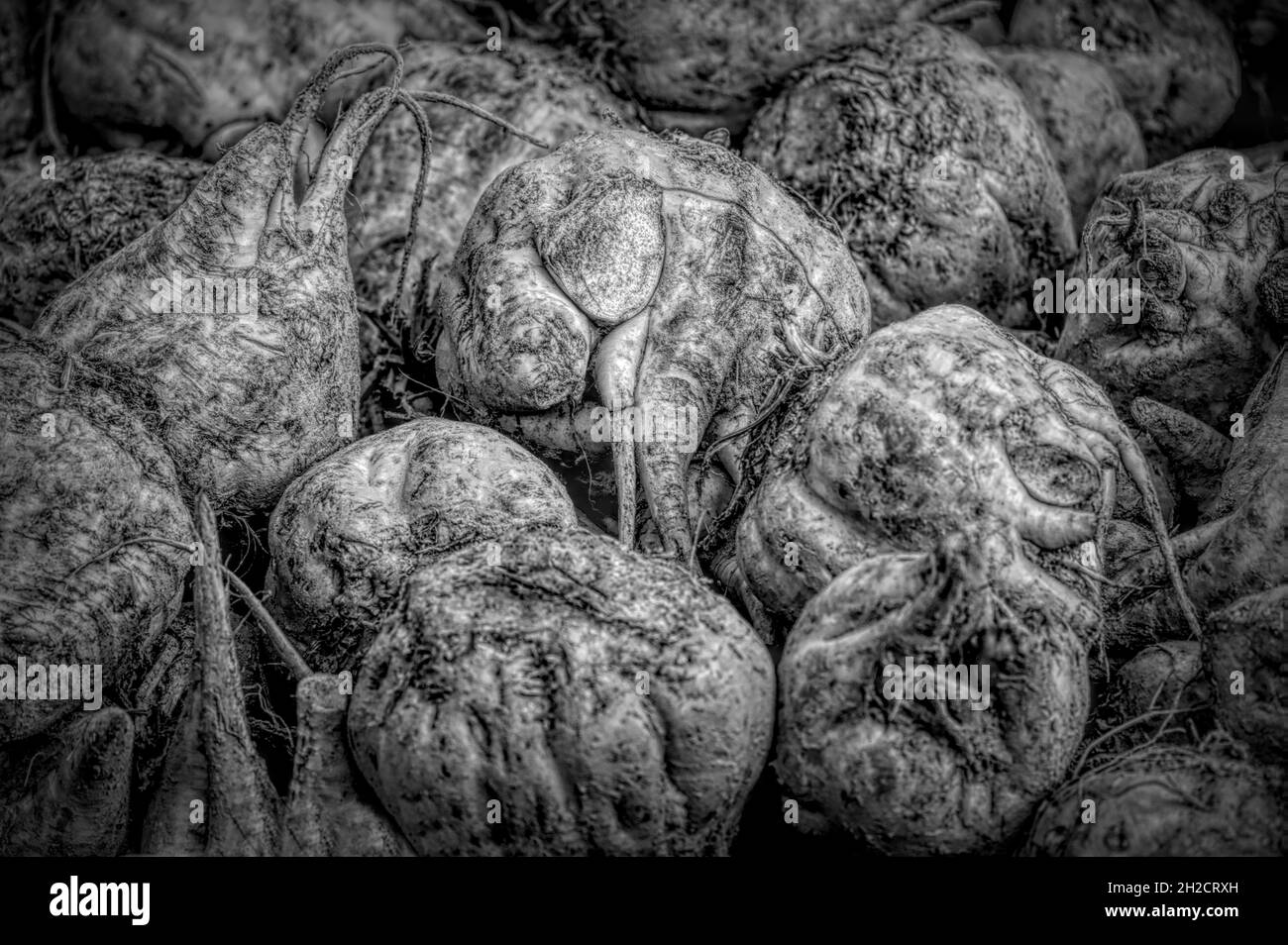 scary pile of sugar beet, Wesertal, Gewissenruh, Weser Uplands, Weserbergland, Hesse, Germany Stock Photo