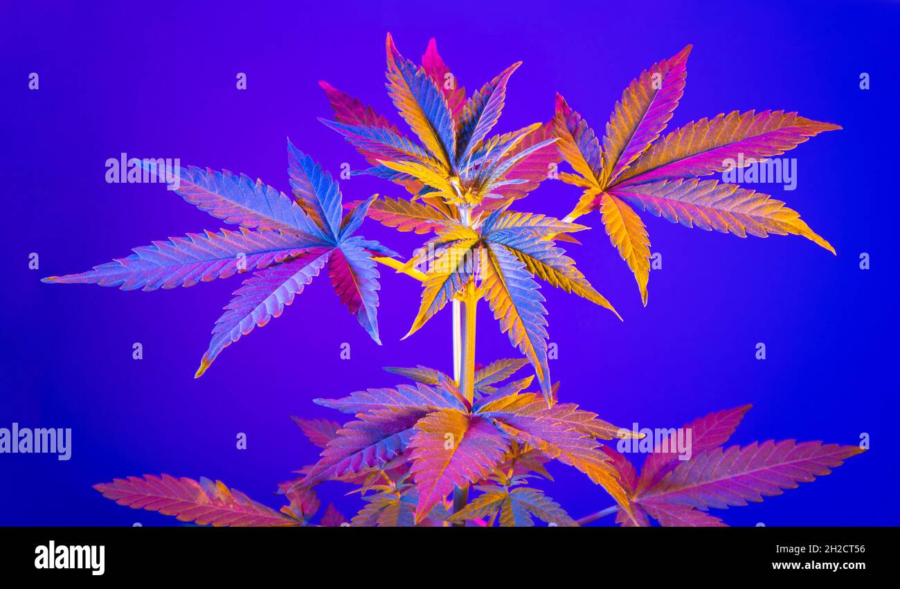 Colorful cannabis leaves on a blue background. Banner with multicolored positive exotic marijuana plant with large bright leaves. Beautiful modern can Stock Photo