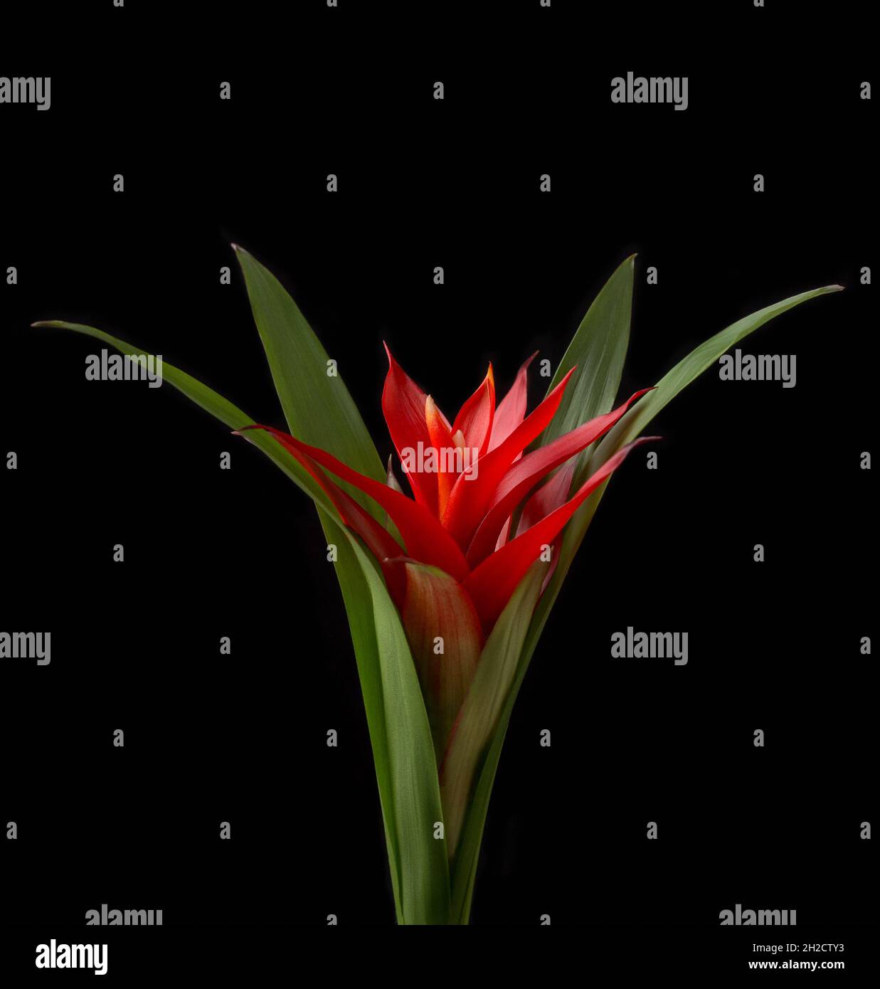 guzmania houseplant flower, red blossom with leaves isolated on black background Stock Photo