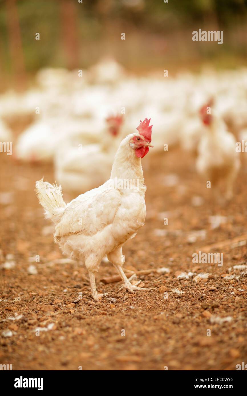 October 17, 2021, Gaziantep, Anatolia, Turkey: Gaziantep, Turkey. 19 October 2021. A hen in the “Grand Farms†in the southern Turkish city of Gaziantep. The farm breeds chicken as well as sheep October 17, 2021, Gaziantep, Anatolia, Turkey: Gaziantep, Turkey. 19 October 2021. A hen in the “Grand Farms†in the southern Turkish city of Gaziantep. The farm breeds chicken as well as sheep