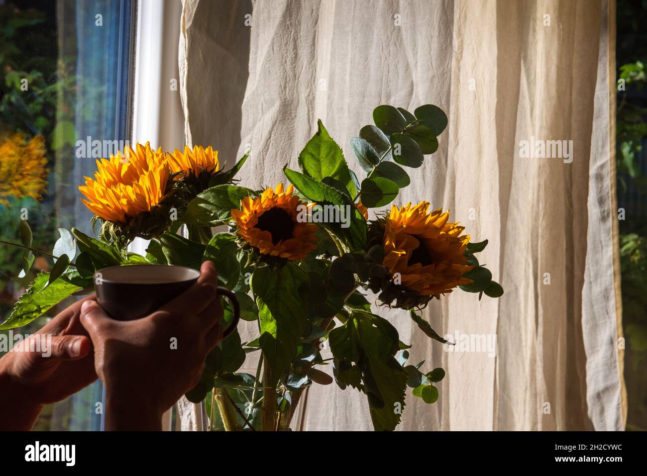 Mature man drinking hot drink from mug in cozy interior with beautiful sunflower flowers bouquet and garden view. Stock Photo