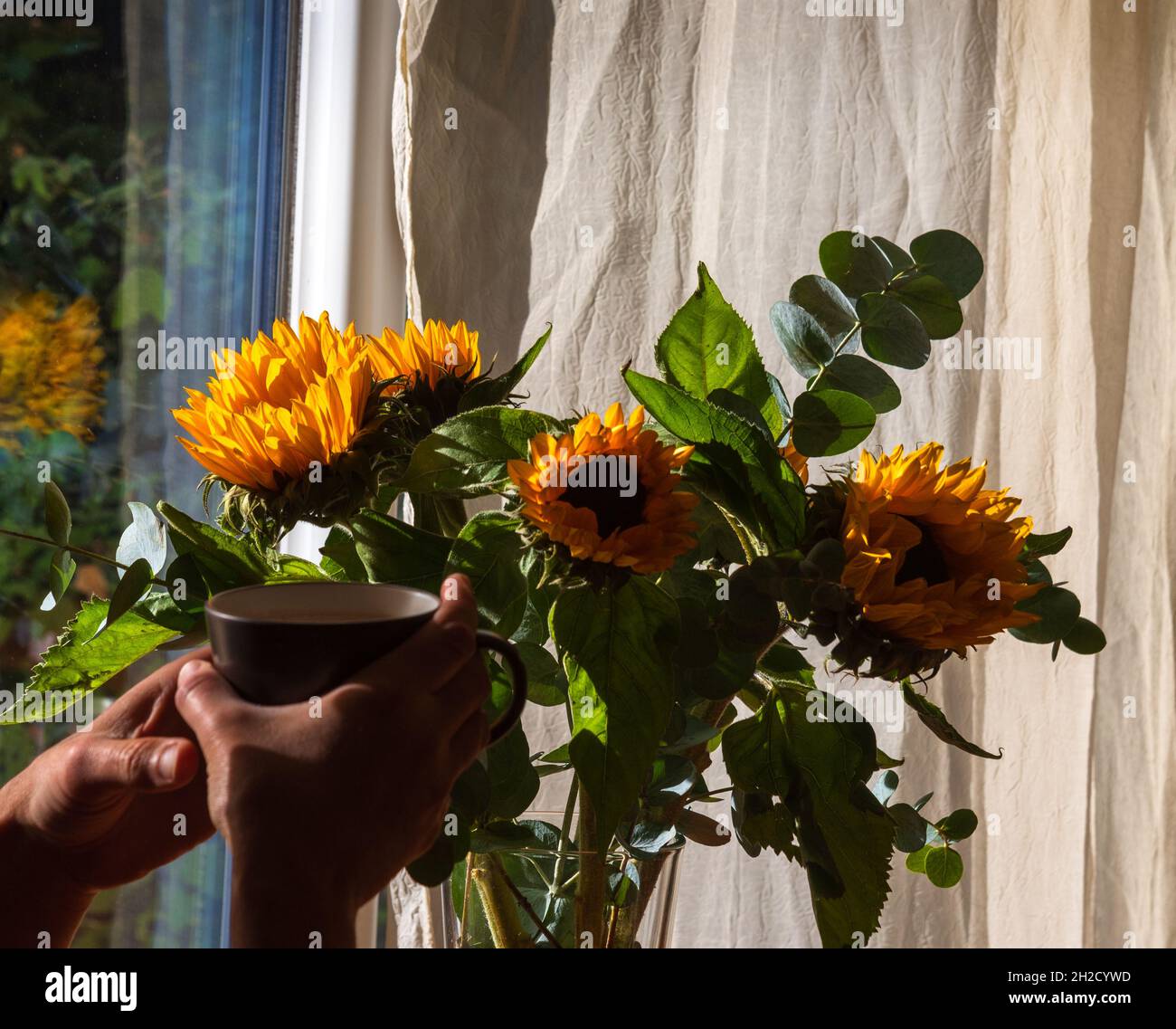 Mature man drinking hot drink from mug in cozy interior with beautiful sunflower flowers bouquet and garden view. Stock Photo