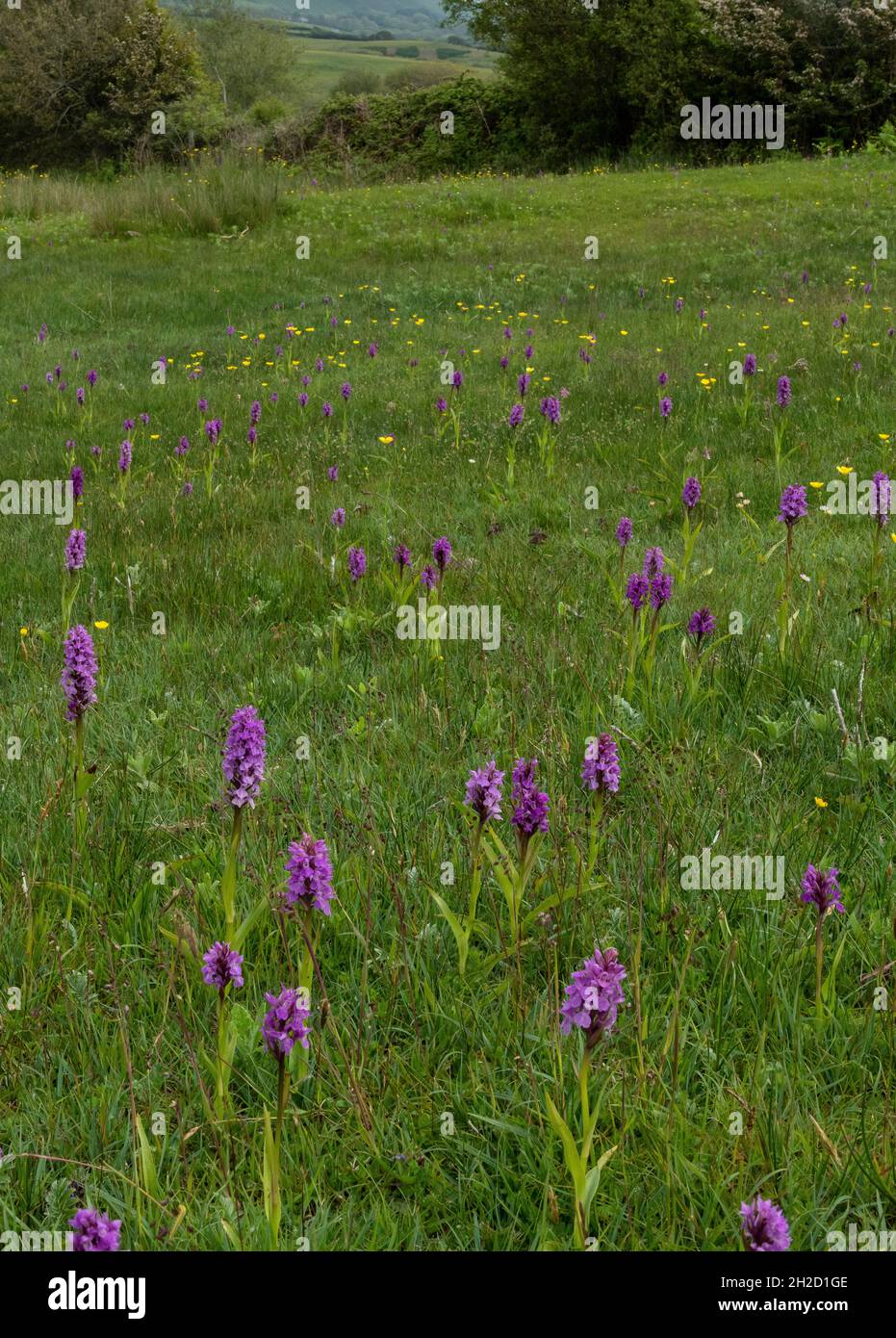 Southern marsh orchids, Dactylorhiza praetermissa, in flower en masse in damp grassland on Corfe Common, Dorset Stock Photo