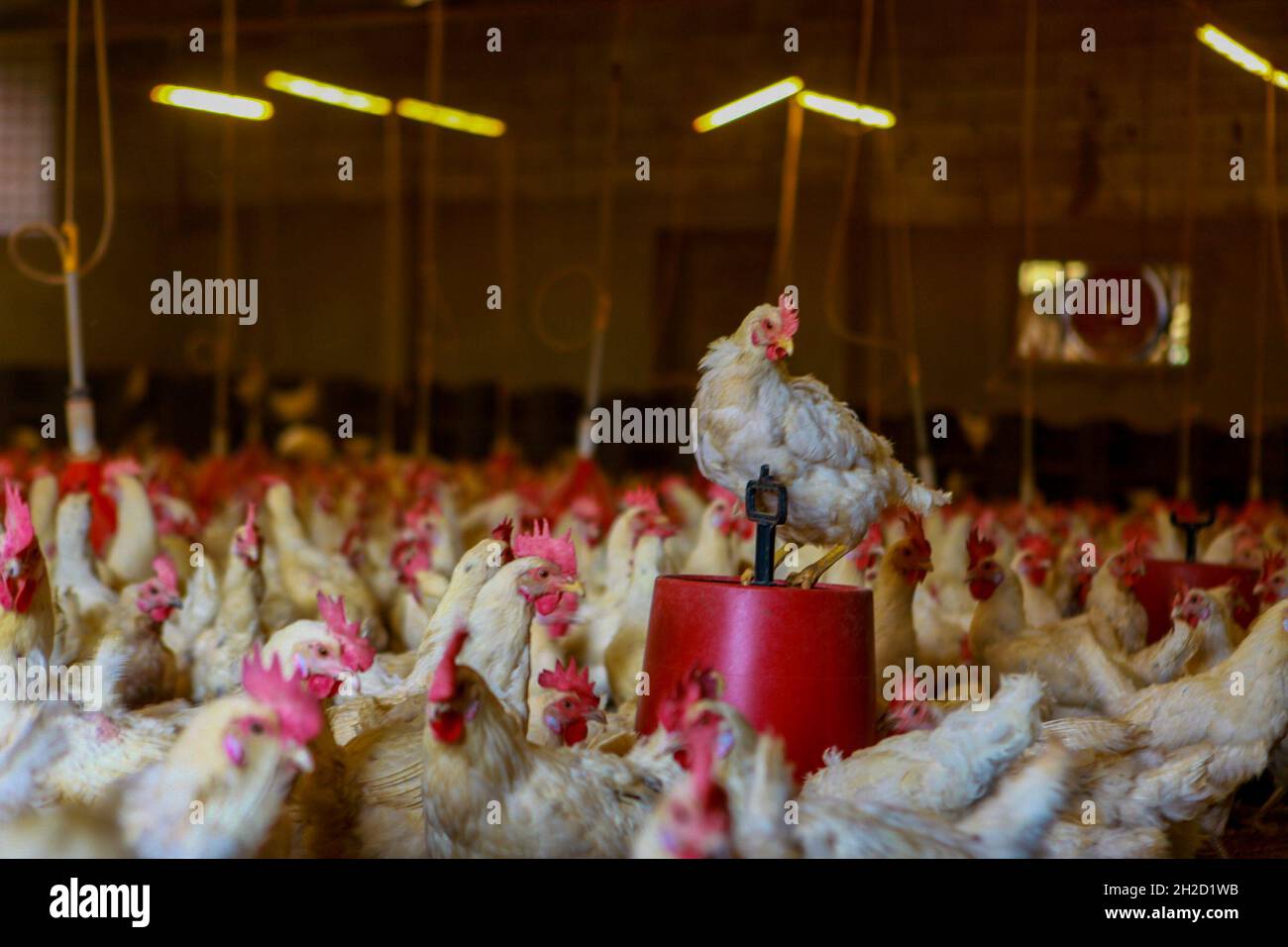 Gaziantep, Anatolia, Turkey. 17th Oct, 2021. Gaziantep, Turkey. 19 October 2021. Hens in the Gaziantep, Anatolia, Turkey. 17th Oct, 2021. Gaziantep, Turkey. 19 October 2021. Hens in the