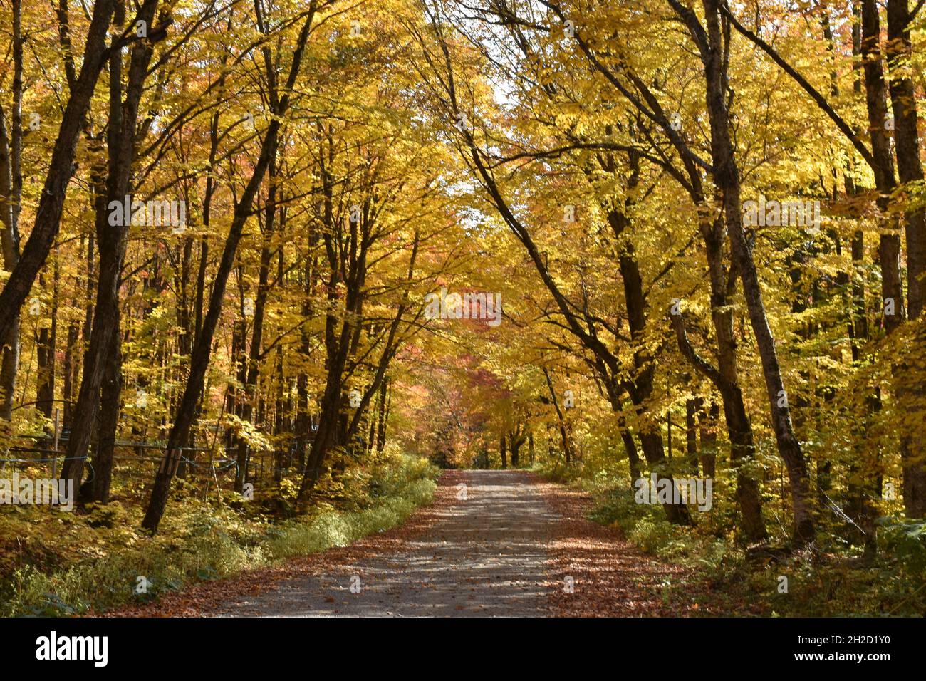 A country road in autumn, SainteApolline, Québec, Canada Stock Photo