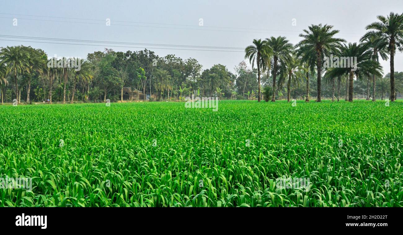 Village of agriculture Stock Photo