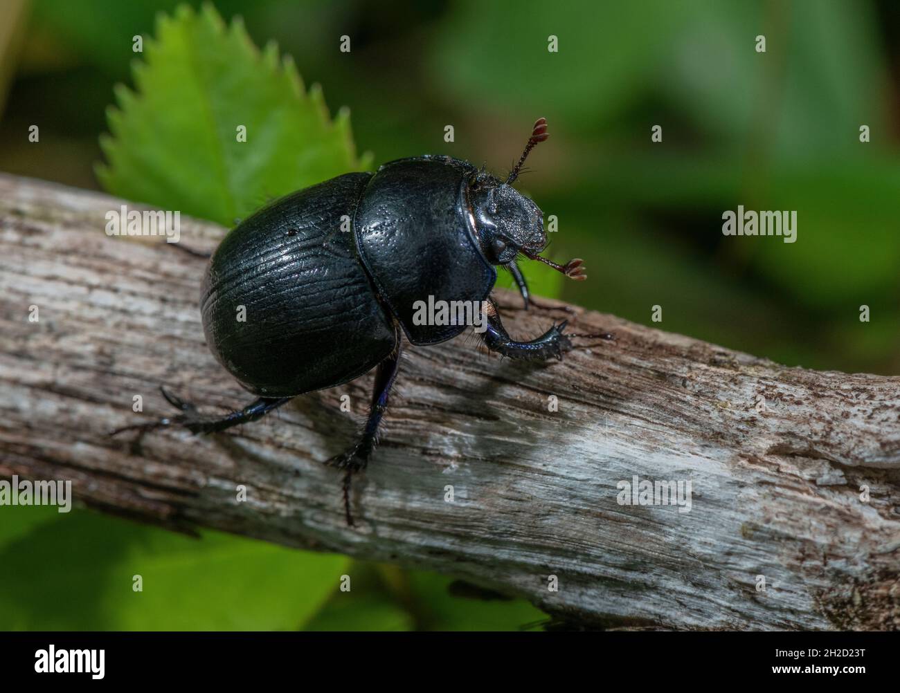 Common Dumble Dor, Geotrupes spiniger, or similar; north Devon. Stock Photo