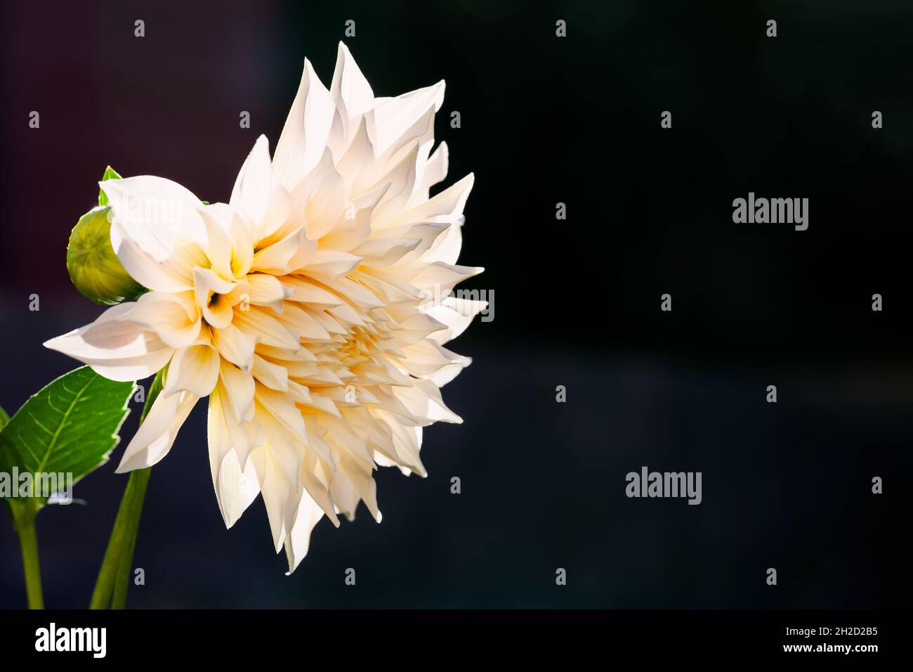 Dinnerplate dahlia hi-res stock photography and images - Alamy