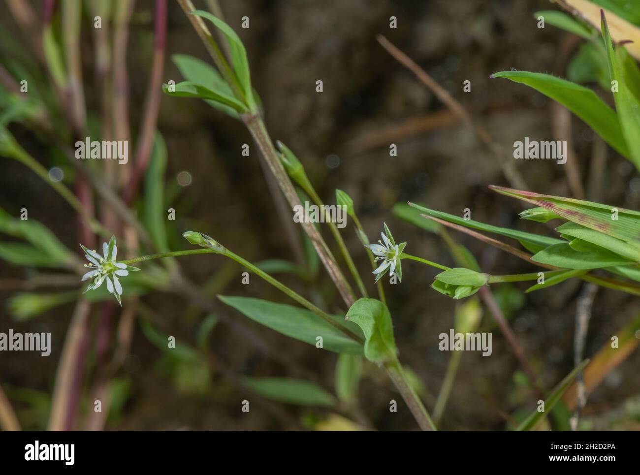 Bog stitchwort, Stellaria alsine,  in flower in damp meadow, Devon. Stock Photo