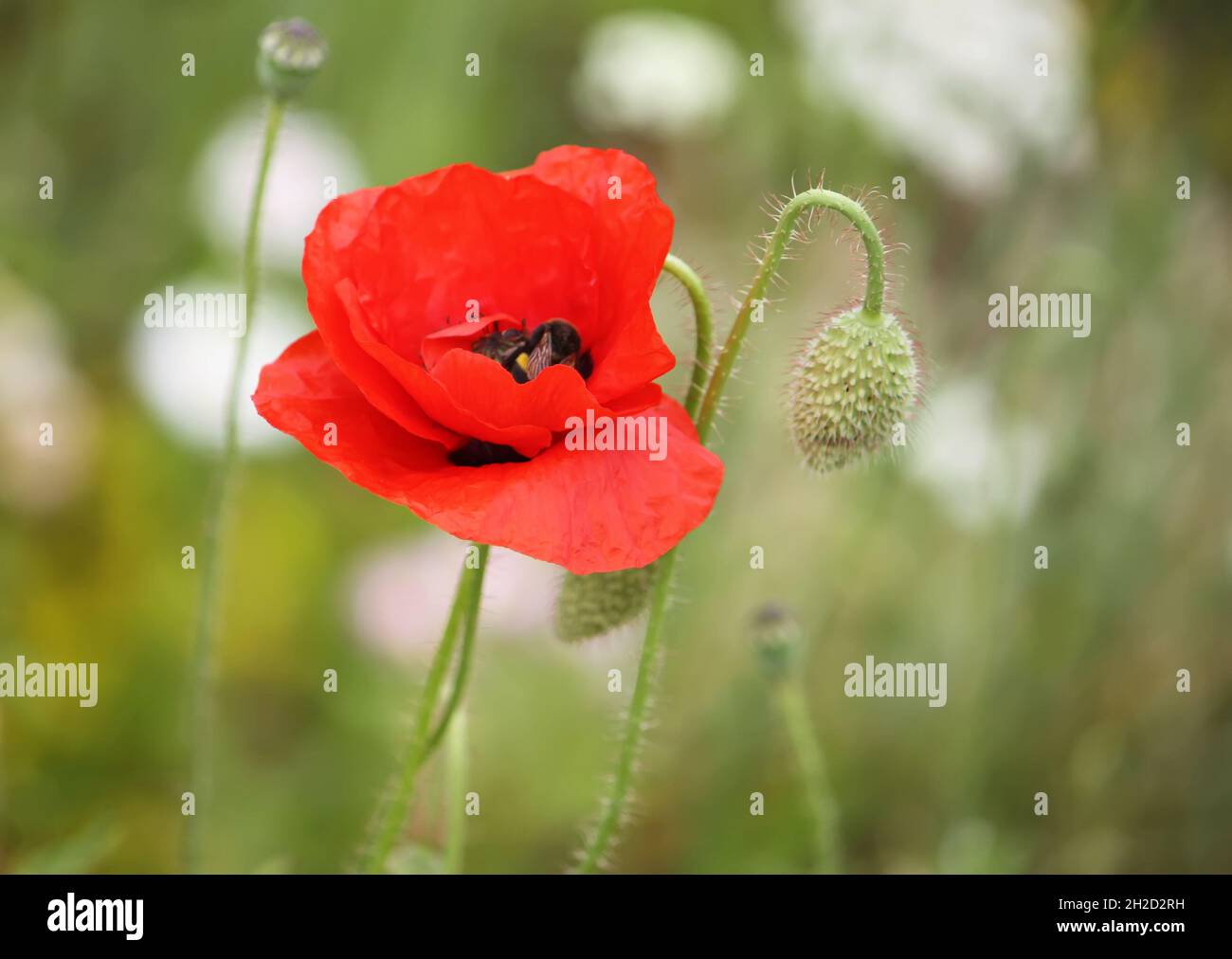 Wildflower lawn garden poppy hi-res stock photography and images - Alamy