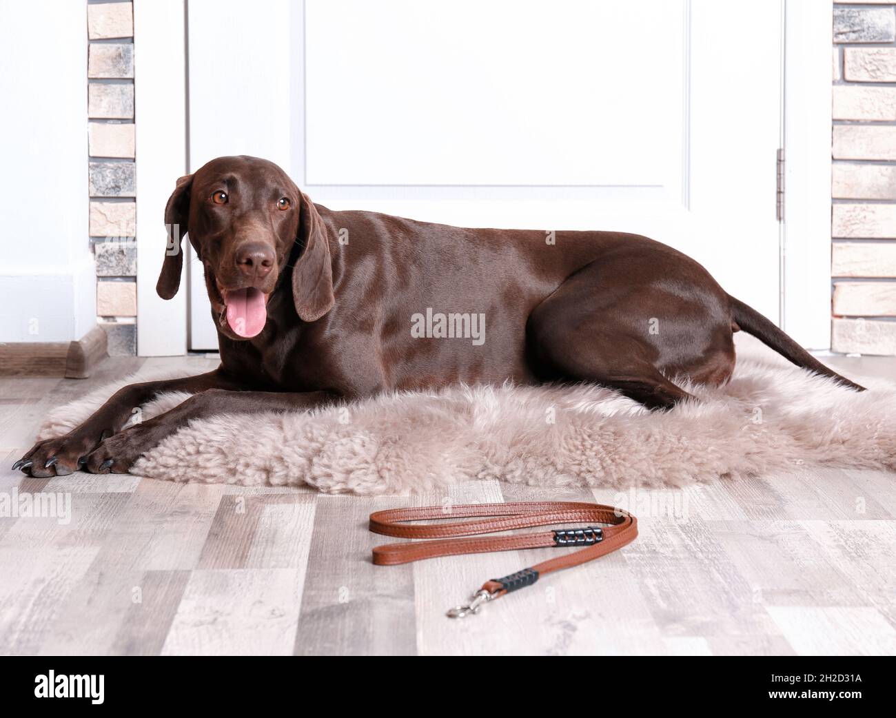 German Shorthaired Pointer dog lying and leash on floor near door Stock