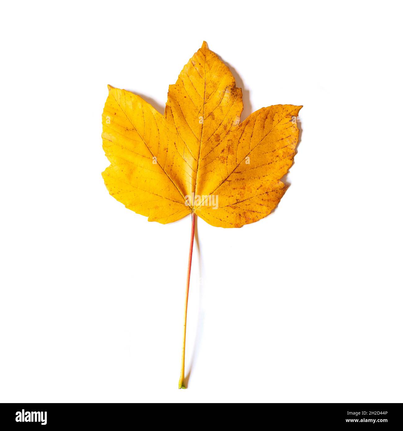 Yellow maple leaf as an autumn symbol. Isolated on white. Stock Photo