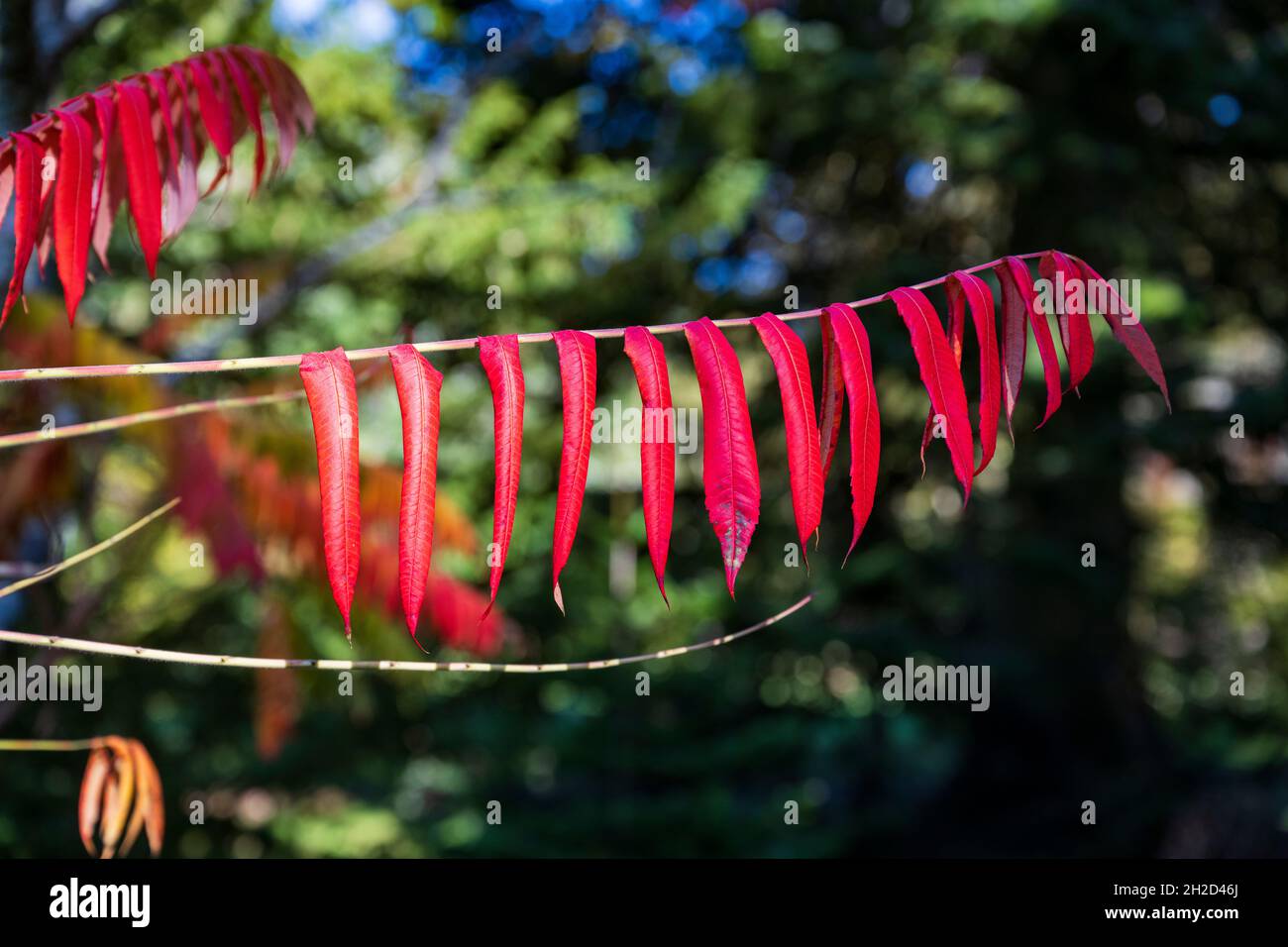 Longstock Park Water Garden, John Lewis Leckford Estate, Stockbridge