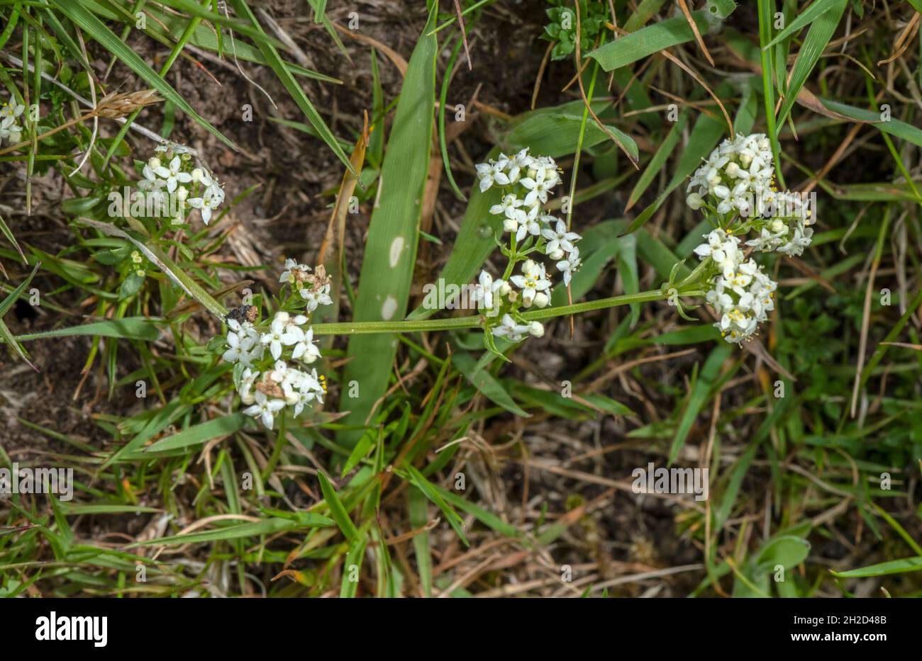 Heath bedstraw, Galium saxatile, in flower in acidic grassland, Exmoor. Stock Photo