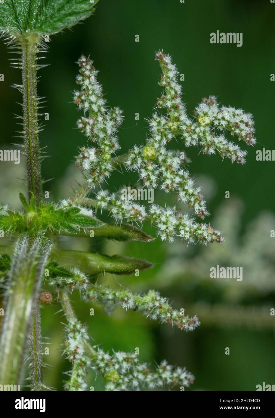 Female flowers of stinging nettle, Urtica dioica, as catkins Stock