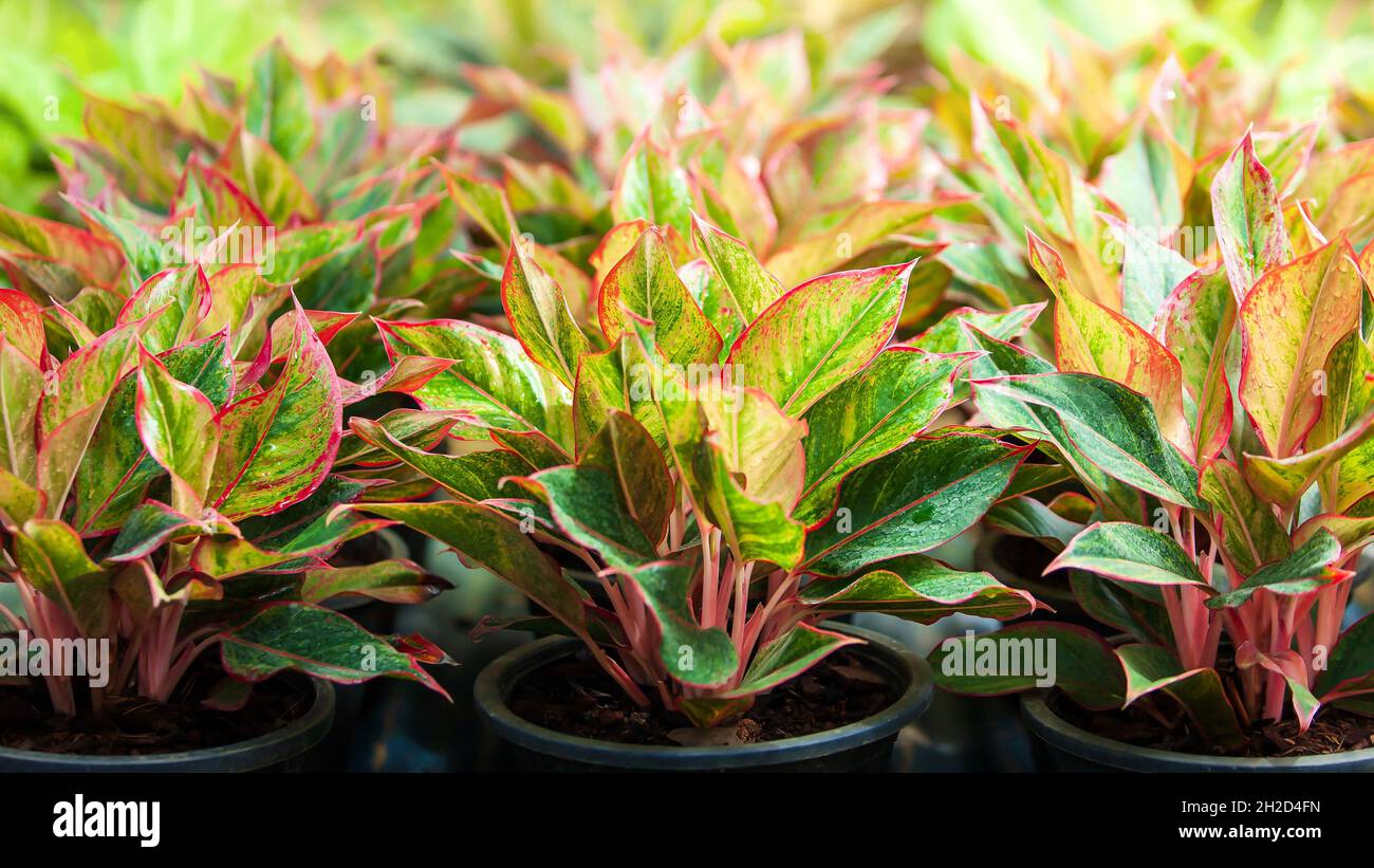 Colourful leaves and vein of Aglaonema Siam Red or Chinese Evergreen growing in a nursery greenhouse, bright and beautiful shades of leaves. Stock Photo
