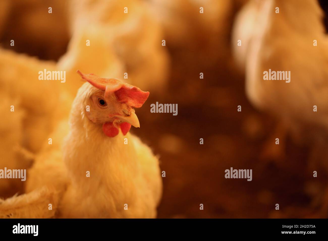 October 17, 2021, Gaziantep, Anatolia, Turkey: Gaziantep, Turkey. 19 October 2021. A hen in the “Grand Farms†in the southern Turkish city of Gaziantep. The farm breeds chicken as well as sheep October 17, 2021, Gaziantep, Anatolia, Turkey: Gaziantep, Turkey. 19 October 2021. A hen in the “Grand Farms†in the southern Turkish city of Gaziantep. The farm breeds chicken as well as sheep
