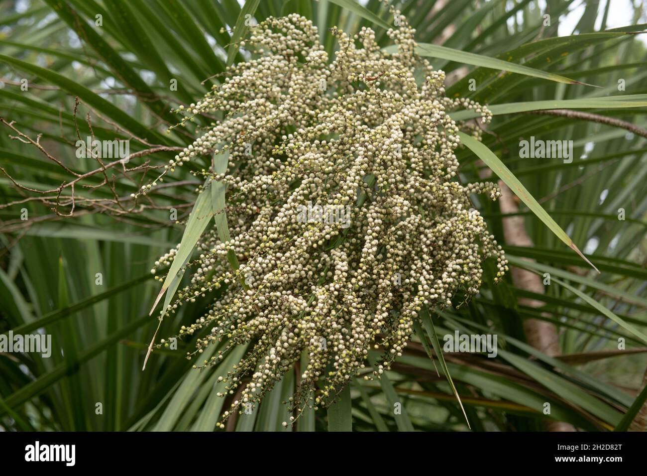 Close Up of the Autumn Flowering Cream Flowers on a New Zealand Cabbage Palm (Cordyline australis) Growing in a Garden in Rural Devon, England, UK Stock Photo