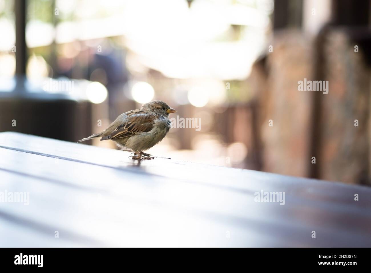 Urban sparrows in a cafe on the table. Stock Photo