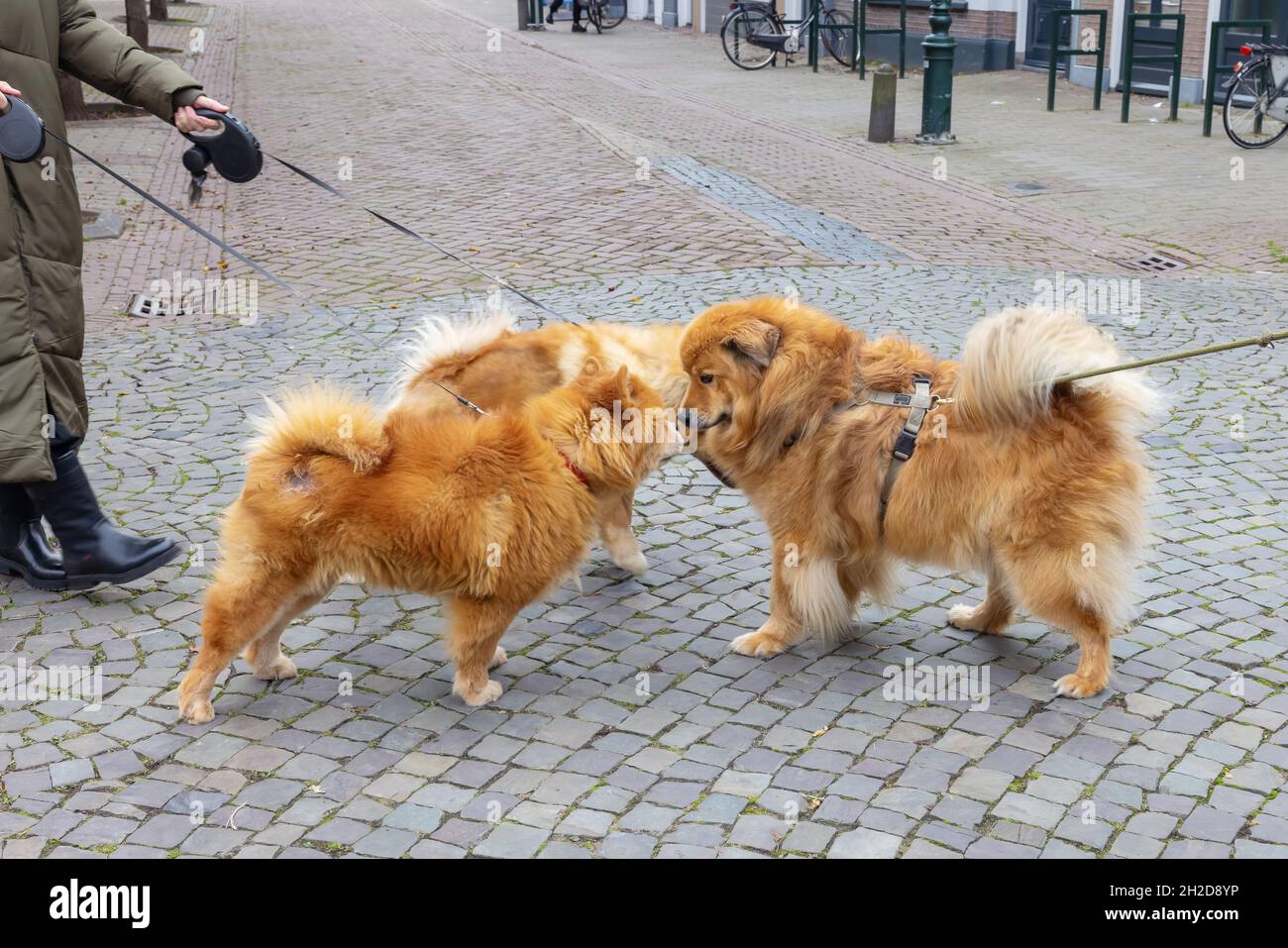 three dogs, an Elo and two Chow Chow, meet in the city and sniff each other Stock Photo