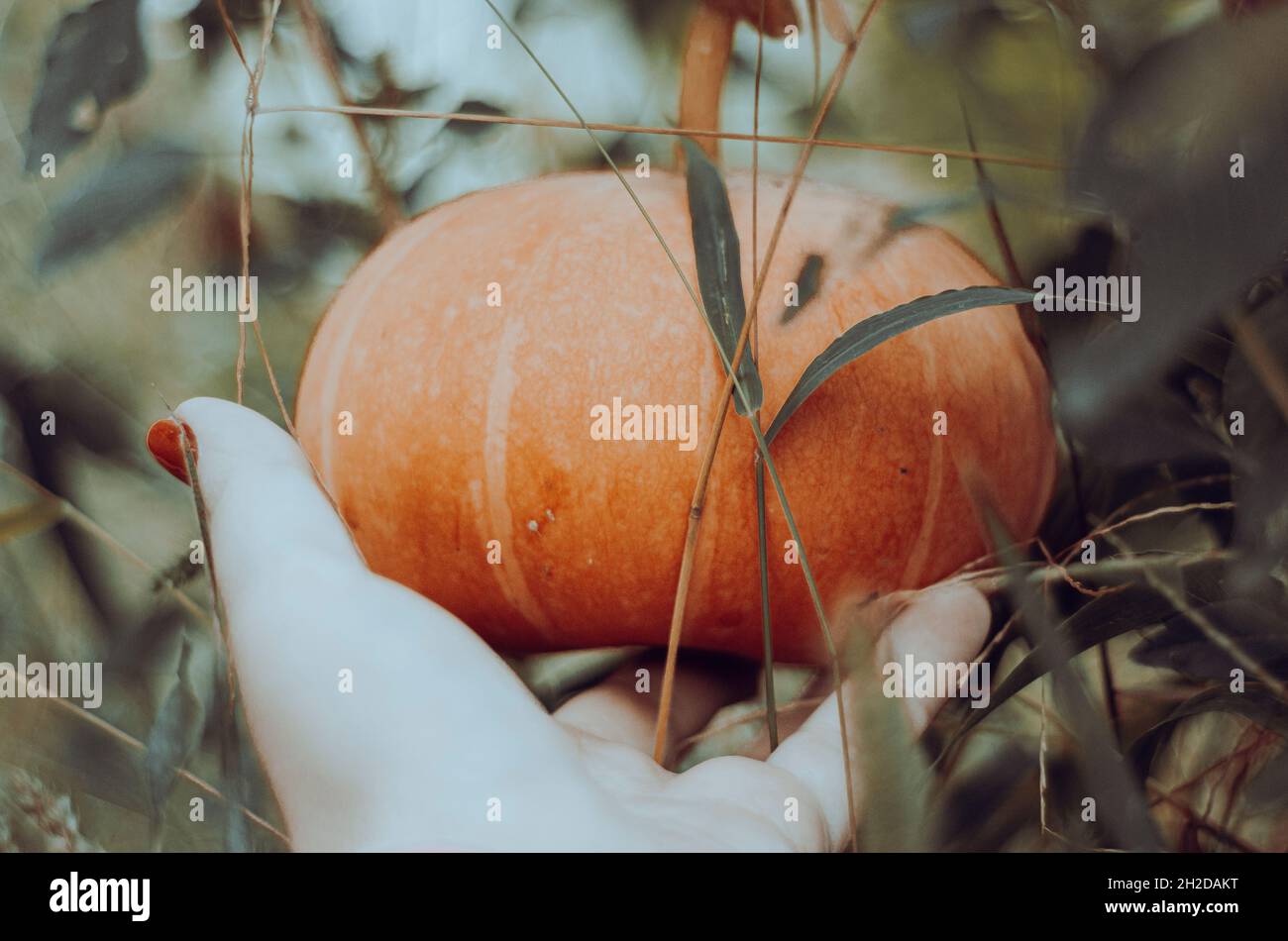 orange ripe and round pumpkin in the garden Stock Photo