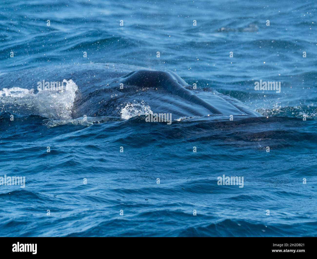Bryde's whale, Balaenoptera brydei, showing its three ridges on its rostrum off Southern California USA Stock Photo