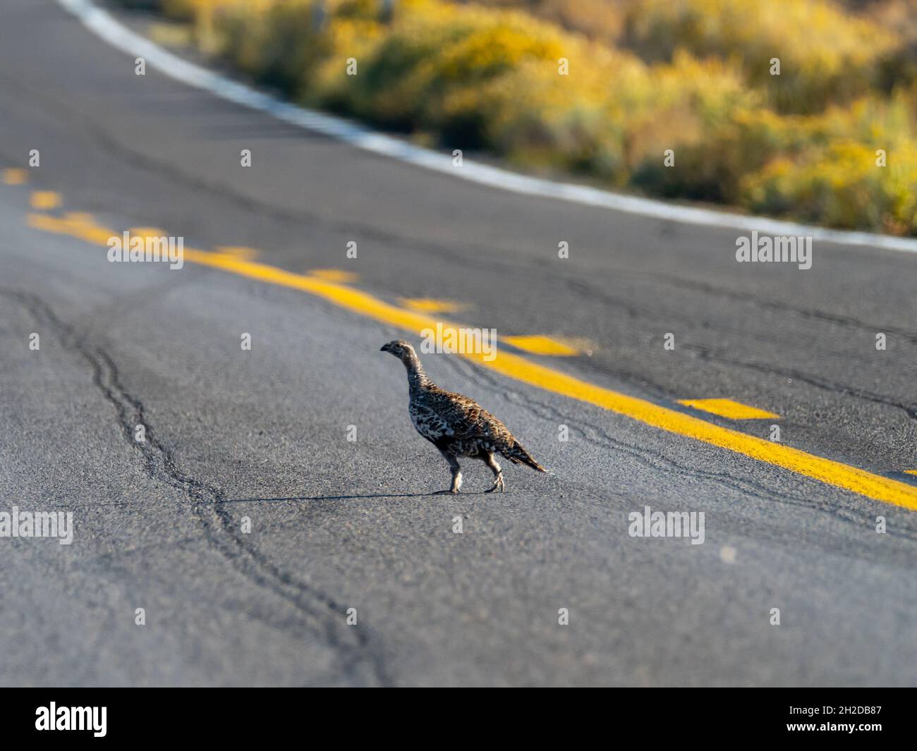Greater sage Grouse, Centrocercus urophasianus, on the road into Bodie State Historic Park, California, USA Stock Photo