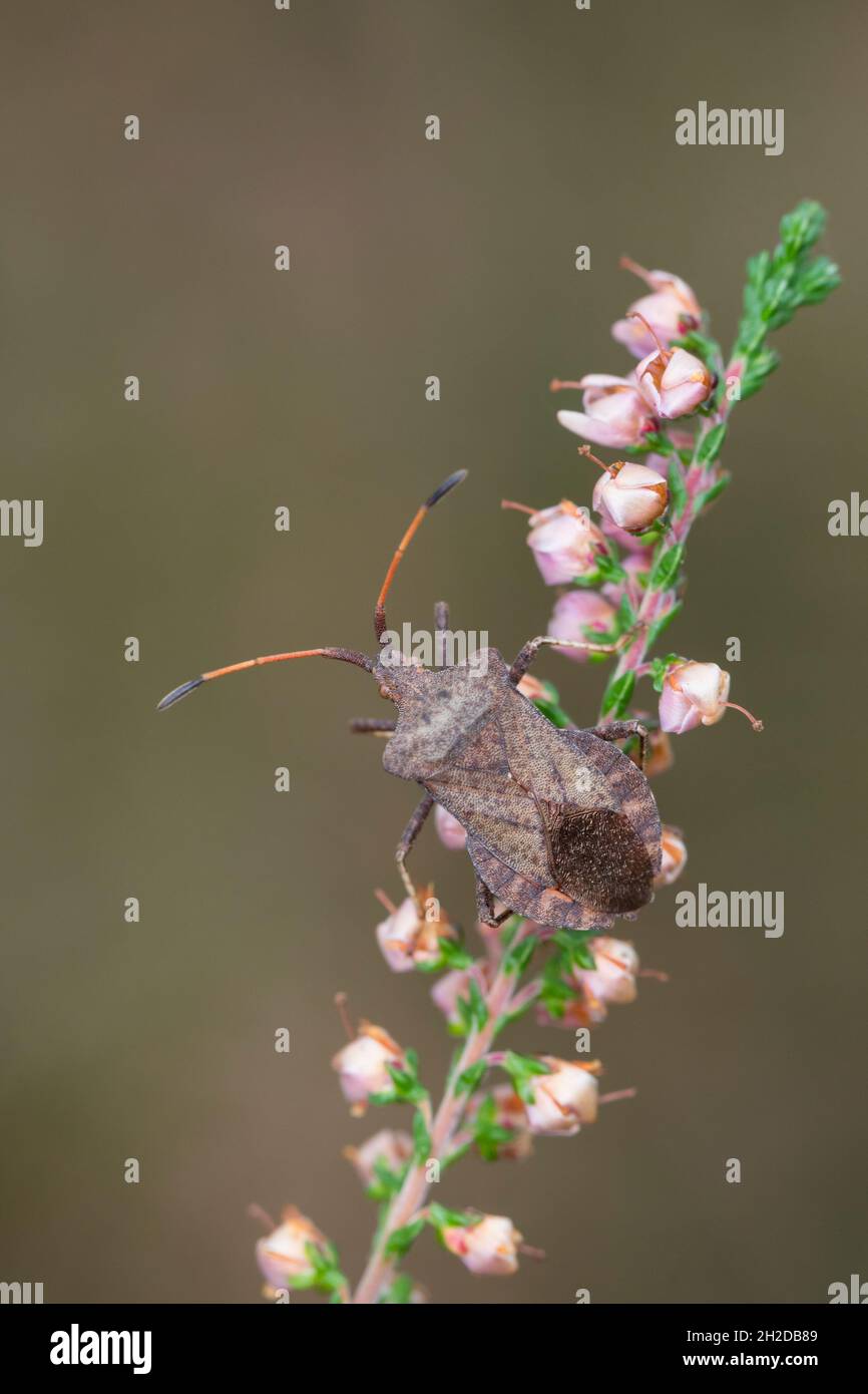 Lederwanze, Große Randwanze, Saumwanze, Leder-Wanze, Saum-Wanze, Coreus marginatus, Mesocerus marginatus, squash bug, dock bug, La corée marginée, Ran Stock Photo
