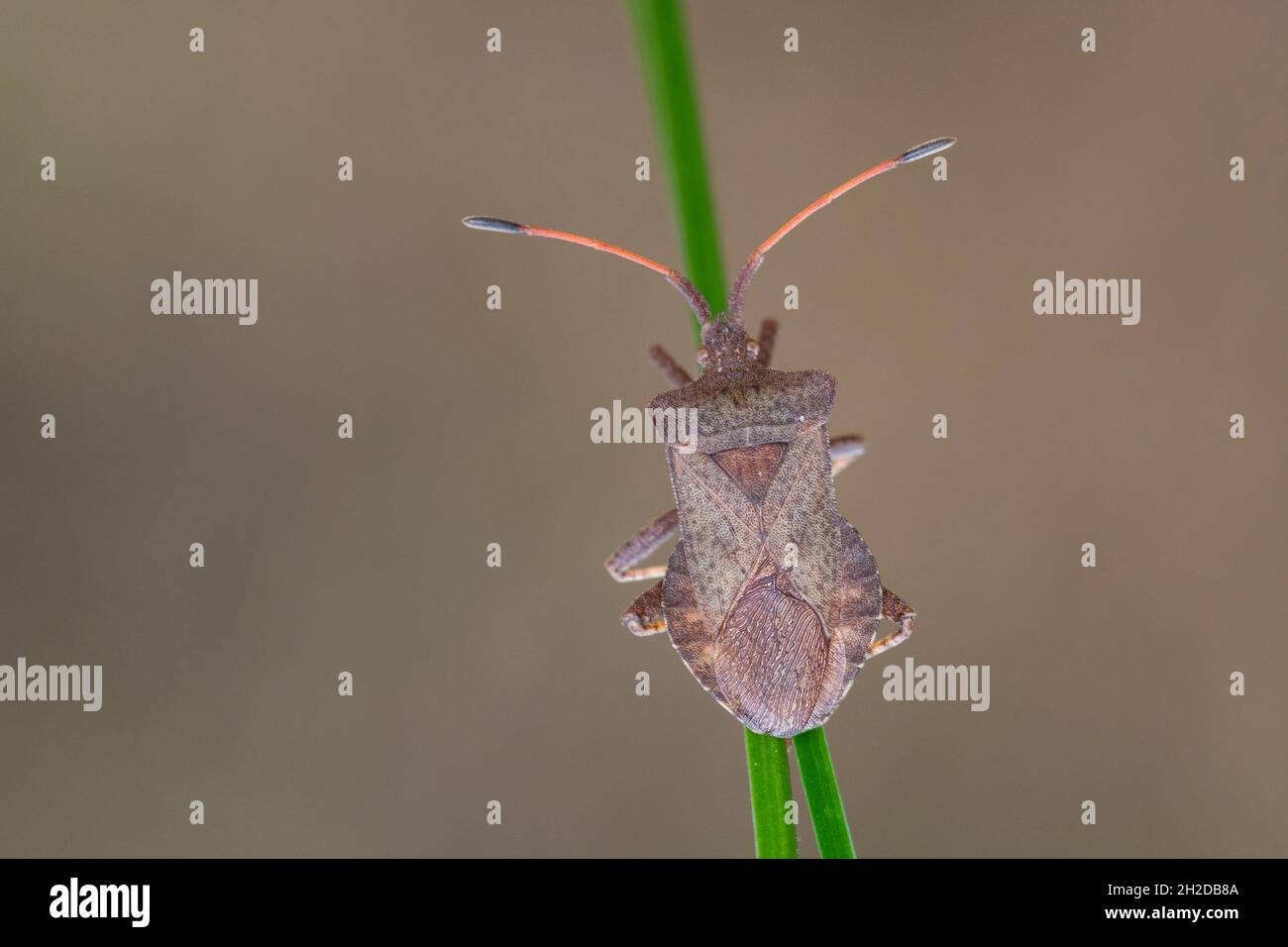 Lederwanze, Große Randwanze, Saumwanze, Leder-Wanze, Saum-Wanze, Coreus marginatus, Mesocerus marginatus, squash bug, dock bug, La corée marginée, Ran Stock Photo