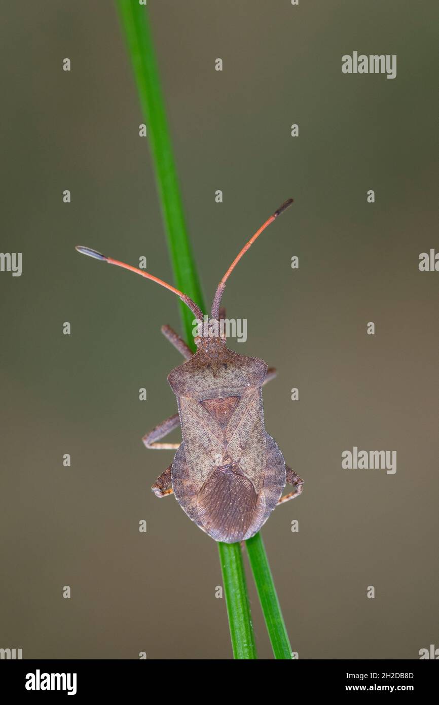 Lederwanze, Große Randwanze, Saumwanze, Leder-Wanze, Saum-Wanze, Coreus marginatus, Mesocerus marginatus, squash bug, dock bug, La corée marginée, Ran Stock Photo