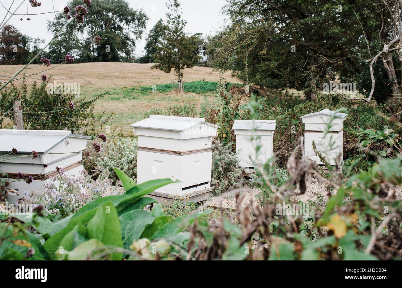 bees at work in their hives in a private garden Stock Photo - Alamy