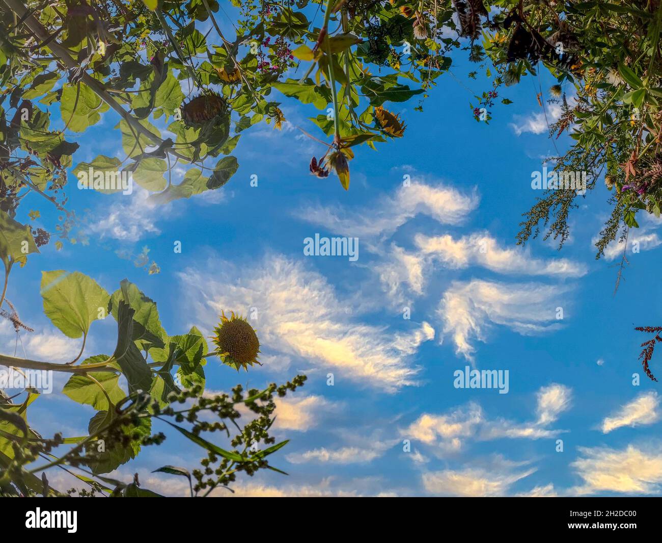 Low angle shot of a sunflower field against the blue cloudy sky Stock ...