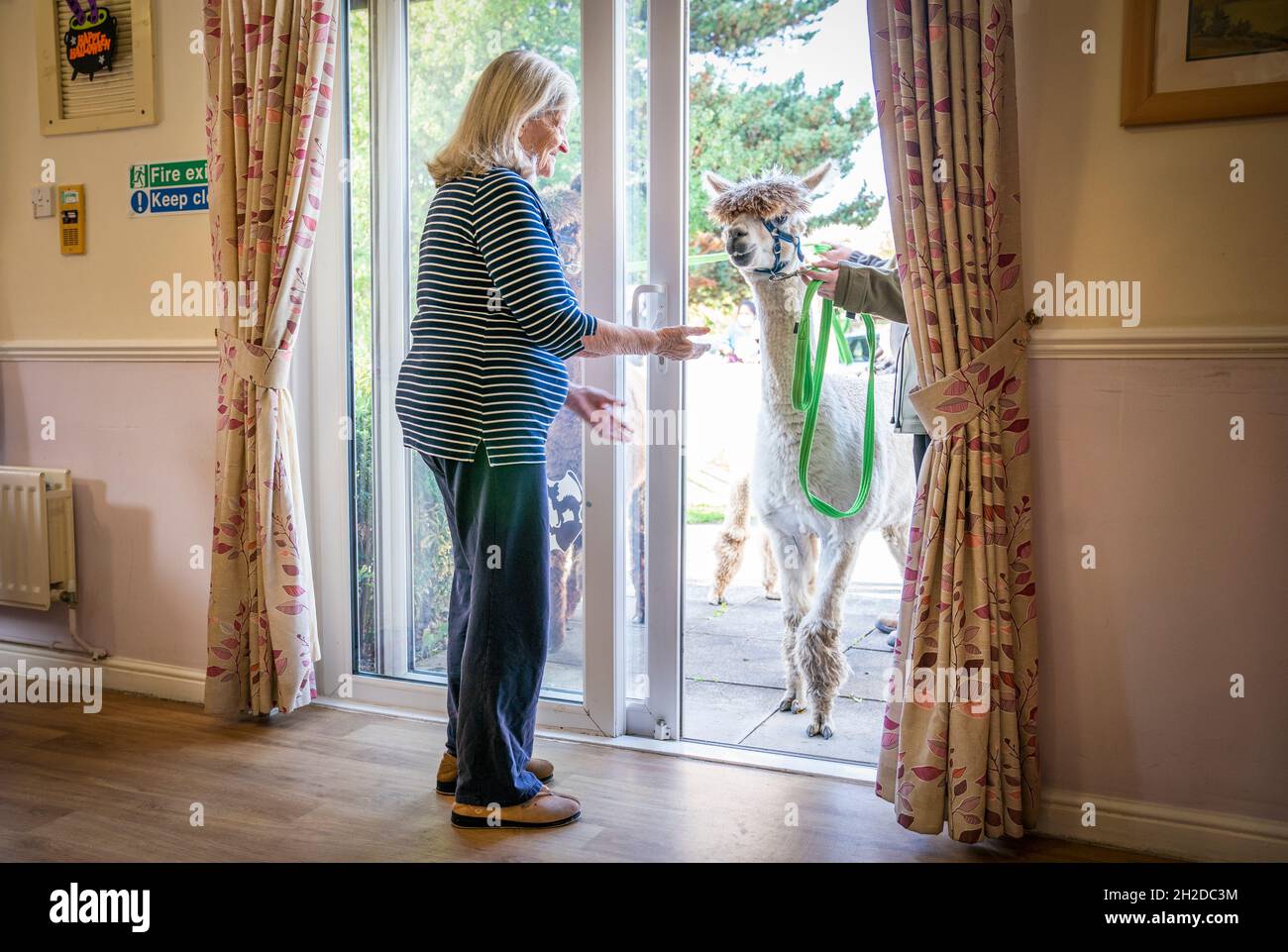 Alpacas Sid, Eric, and Chester from Larch Green Alpcas meet Isabella Scot  85 during a visit to Advinia Health Care's Hill View Care Home in  Clydebank, Glasgow. The animal visits are are