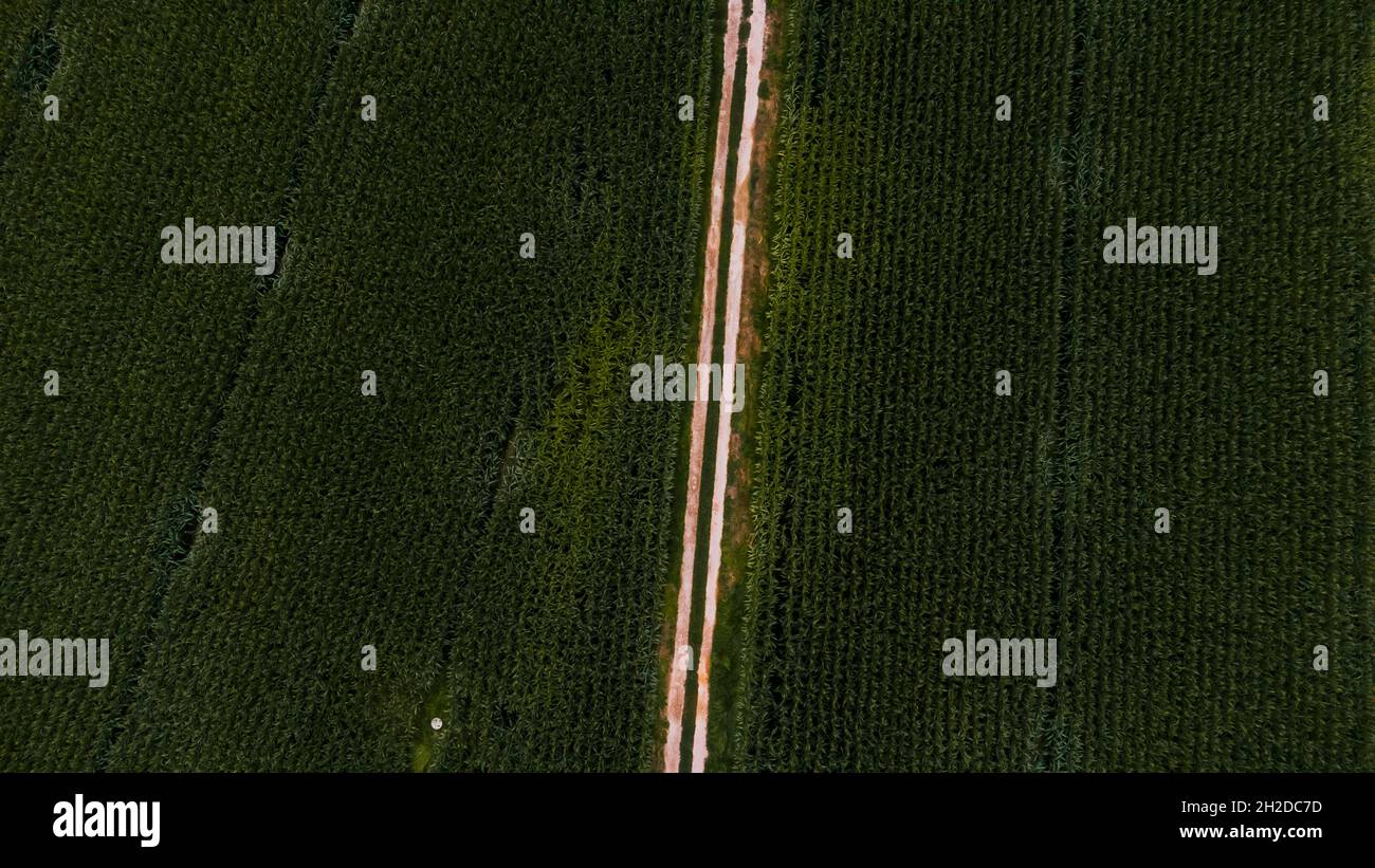 Aerial view of a road surrounded by cornfields Stock Photo