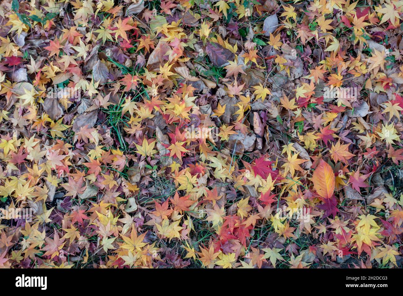 Beautiful shot of colorful autumn leaves - can be used as a background ...