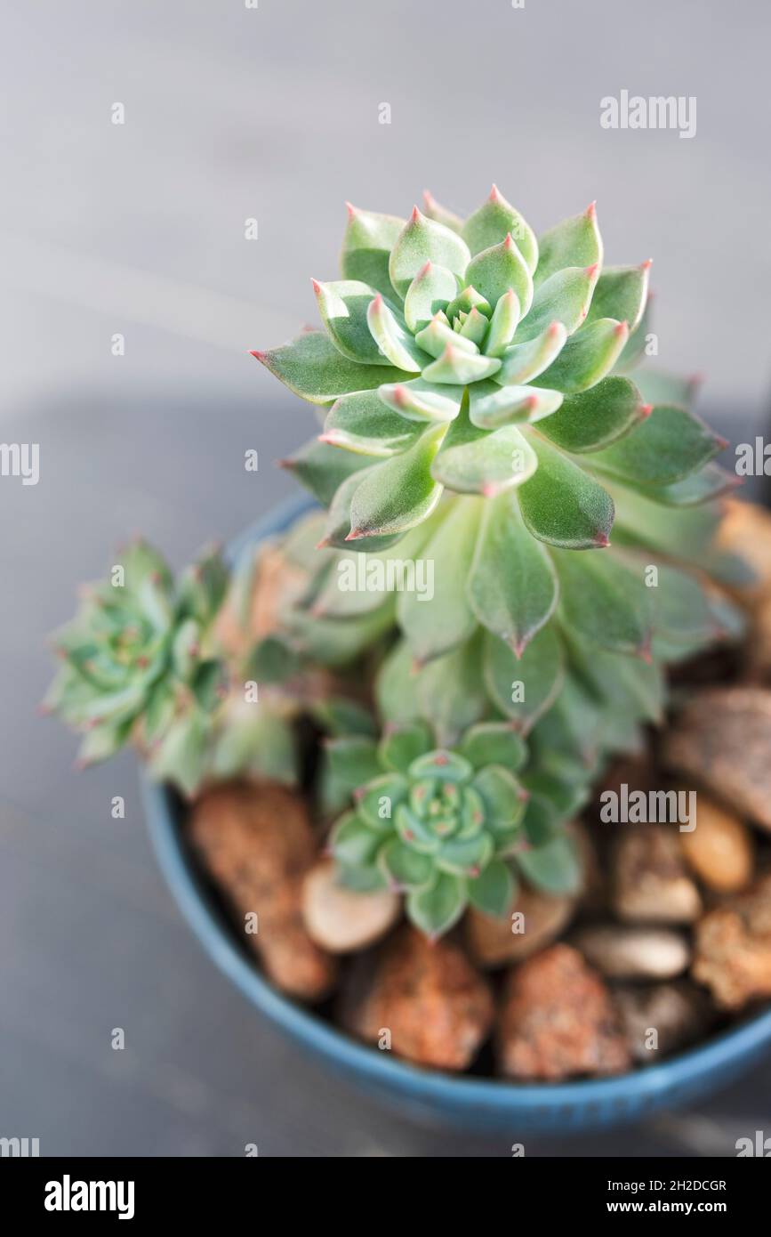 Green Hen and Chick Succulent in Blue Pot Stock Photo