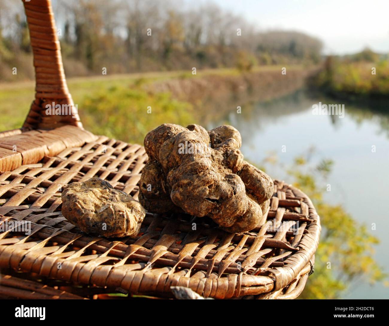 Truffles on a basket; underground fungus Stock Photo