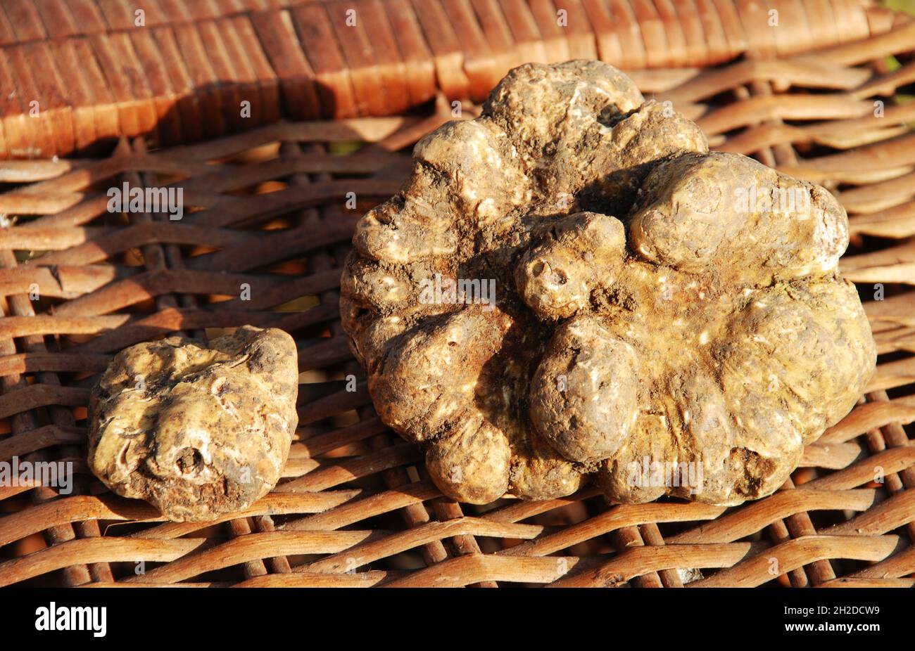 Truffle is an underground fungus Stock Photo Alamy