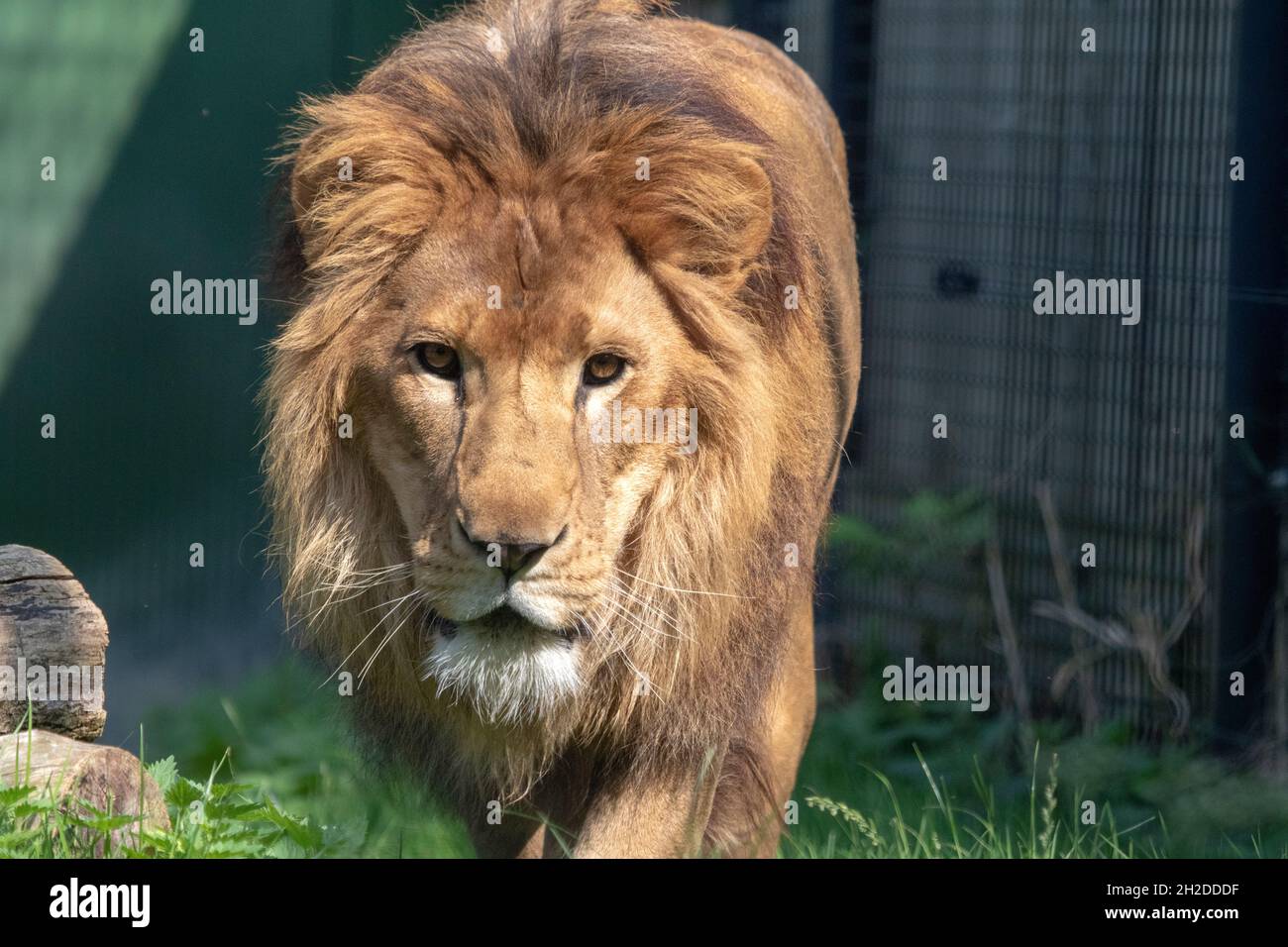 Big Male lion with beautiful mane in the zoo Stock Photo - Alamy