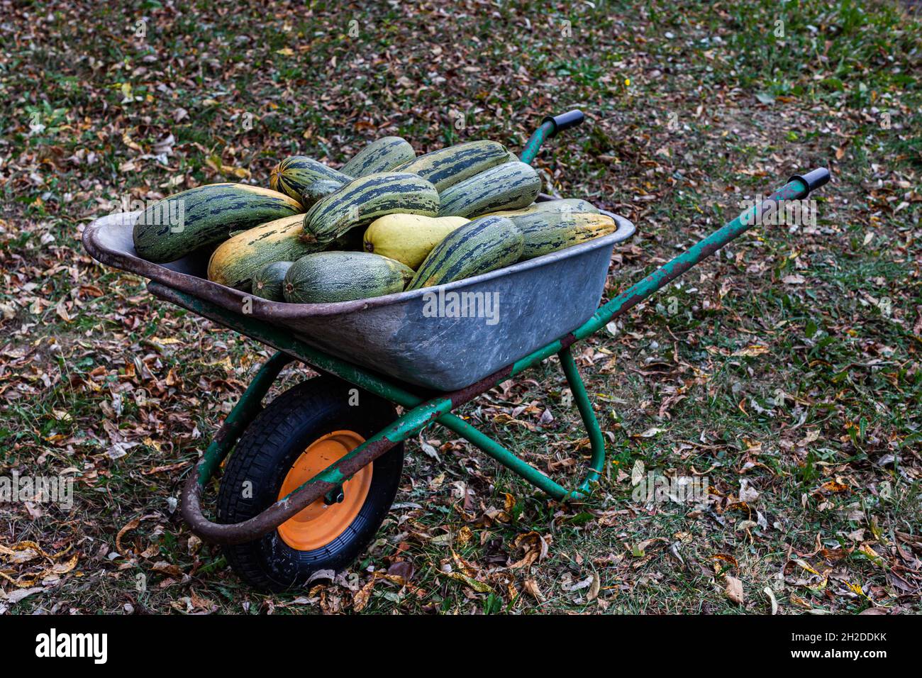 iron wheelbarrow with one wheel in the back of which zucchini. High
