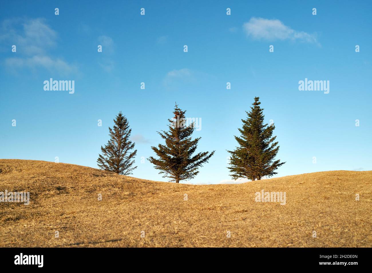 Picturesque scenery of spruces growing in row on dried hill on background of blue cloudless sky in fall in Iceland Stock Photo