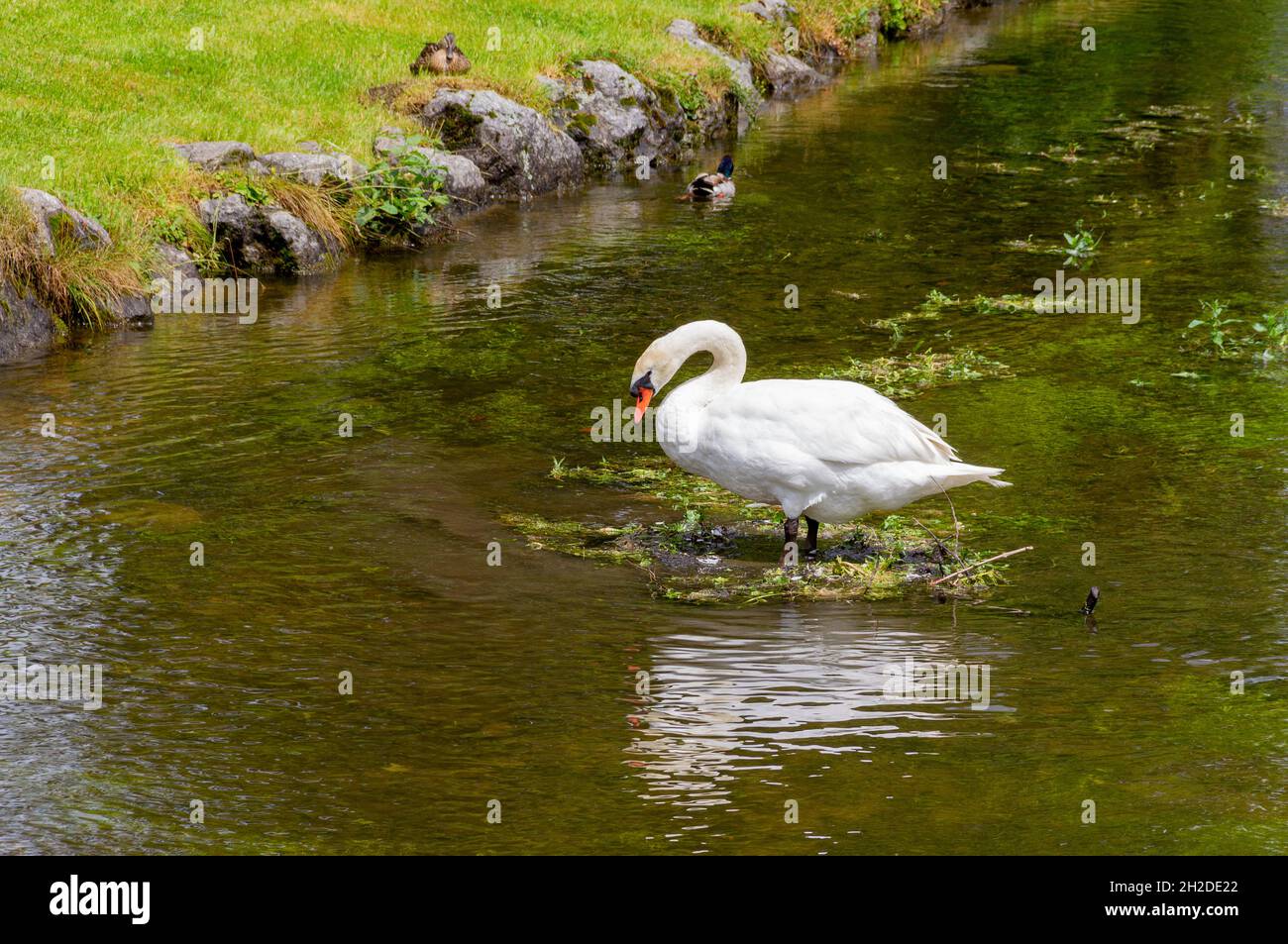 Swan in riparian ambiance at summer time Stock Photo